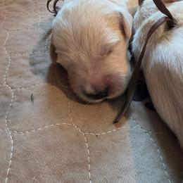 Pink - Golden female Golden Retriever puppy in Lucasville, Ohio from Halo Kennels