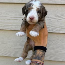Rhett BLUE EYES - Chocolate merle male Bernedoodle puppy in Horseshoe Bend, Idaho from Over the Moon Poodles and Doodles
