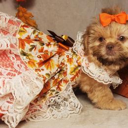 Shih Tzus from Dogwood Country Shih Tzu