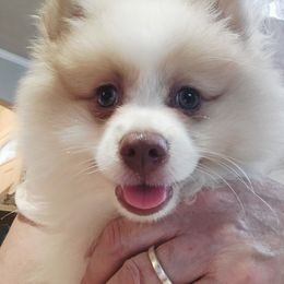 Angel - Cream parti female Pomeranian puppy in Cleveland, Tennessee from Deborah's Darlings