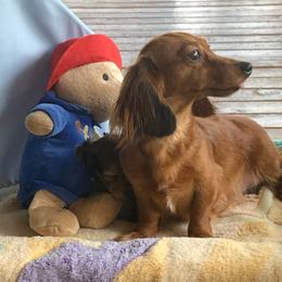Jazzy - Dachshund