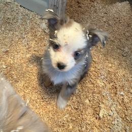 Blitzen - Blue tri male Toy Australian Shepherd puppy in Menan, Idaho from Teton Toy Aussies