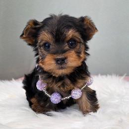 Piper - Blue and gold female Yorkshire Terrier puppy in Monticello, Iowa from Ashley’s Puppies