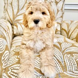 Pine - Apricot male Goldendoodle puppy in Jones, Michigan from KaZoo Doodles