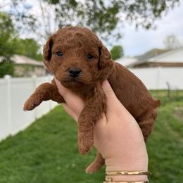 Oliver - Red  male Poodle puppy in Morehead, Kentucky from Paw Perfect Pets