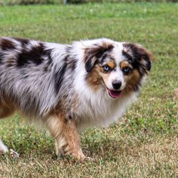 Steele - Toy Australian Shepherd