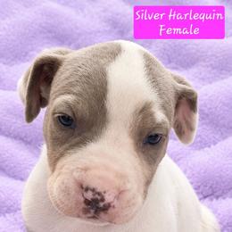 Amelia - Harlequin female Great Dane puppy in Biscoe, North Carolina from Clouser's Bodacious Danes & Miniature Schnauzers
