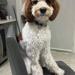 Goldendoodle Puppies from The Doodle House