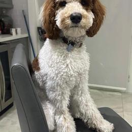 Goldendoodle Puppies from The Doodle House