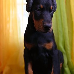 Doberman Pinscher Puppies from Jason Dobermans