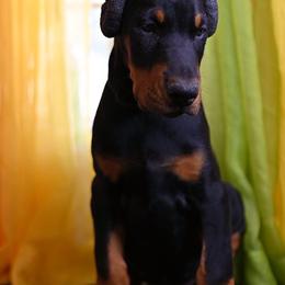 Doberman Pinscher Puppies from Jason Dobermans