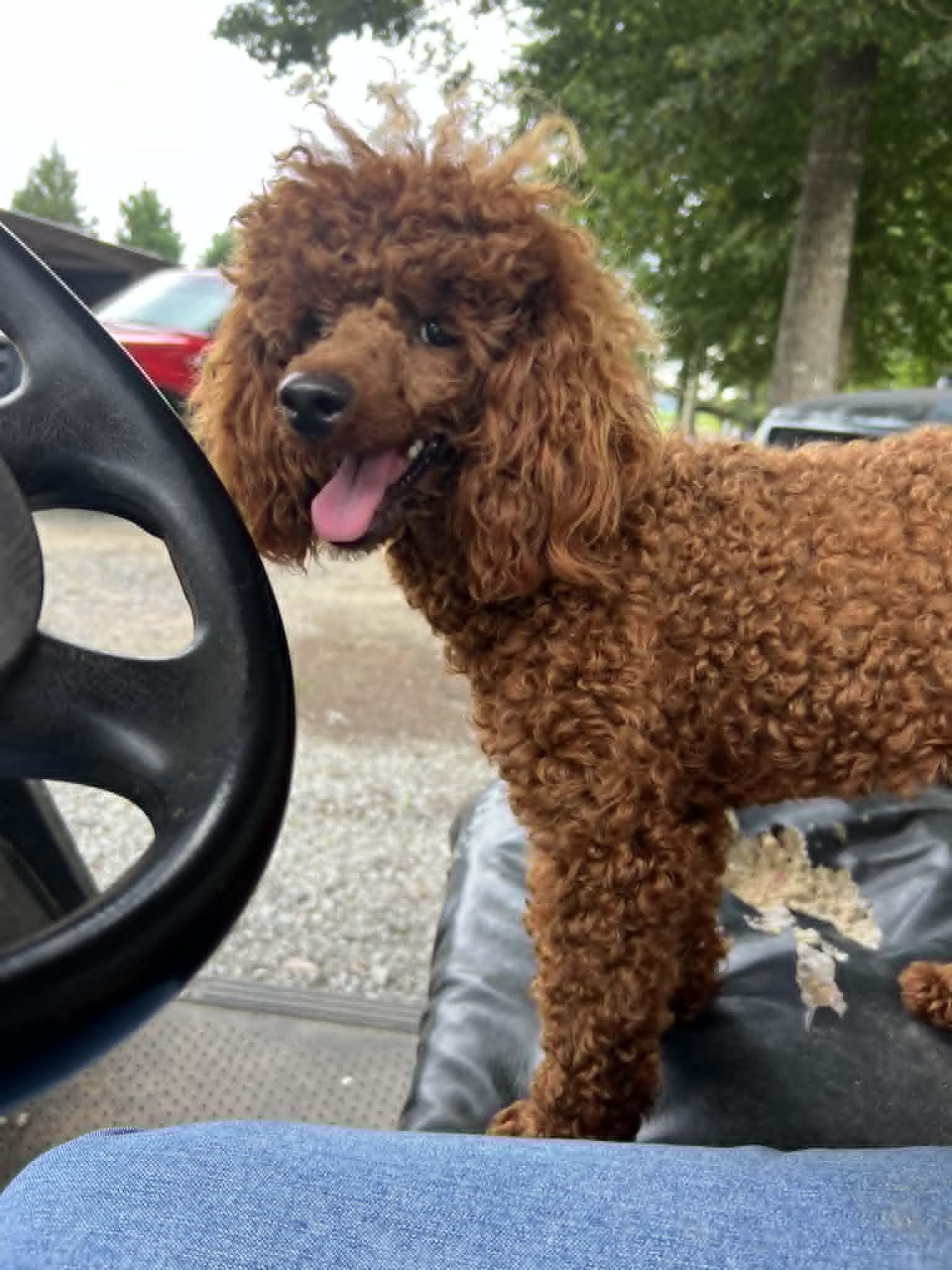 Gus