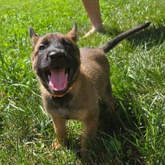 Doc - Fawn male Belgian Malinois puppy in Signal Mountain, Tennessee from Torgun Police Dogs