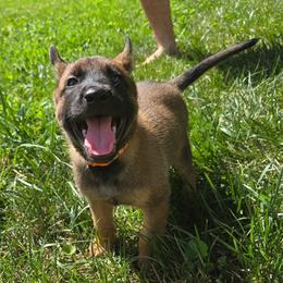 Doc - Fawn male Belgian Malinois puppy in Signal Mountain, Tennessee from Torgun Police Dogs