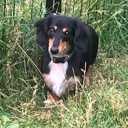 Chloe - Black and tan female Dachshund puppy in Sharon Springs, New York from Show Us The Way Homestead