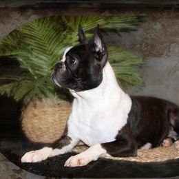 Umara - Boston Terrier