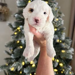 Archie Mini - White male Bernedoodle puppy in Wamego, Kansas from Doodles of Oz