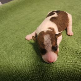 Wave - White and tan female Wire Fox Terrier puppy in Melbourne, Arkansas from Ivy Hollow Wire Fox Terriers
