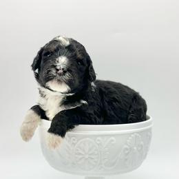 Boone - Tri-color male Bernedoodle puppy in Thornville, Ohio from Four Front Doodles & Friends