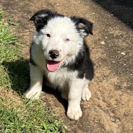 Sua - Black and white female Border Collie puppy in Mckinney, Texas from Border Collies of Ruidoso