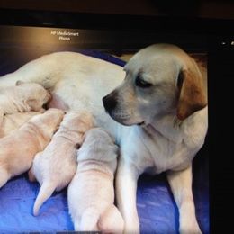 Labrador Retriever Puppies from Maggie's Labs
