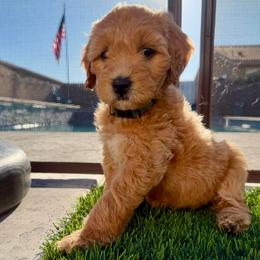 Sunny - Red  female Goldendoodle puppy in Sanger, California from Delta Doodless