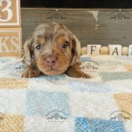 Mr. Blue-4400 - Dapple male Dachshund puppy in Sparr, Florida from From the Heart Doxies