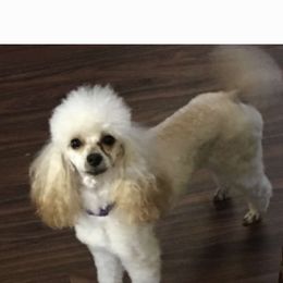 Bella - Poodle