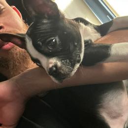 Boston Terrier Puppies from Bosties of Atlanta (BOA)