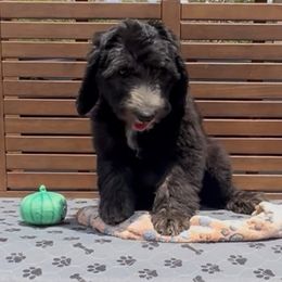 Thunderbird - Black and white female Sheepadoodle puppy in Glen Rose, Texas from Clevenger’s Sheepadoodle Fur Baby Farm
