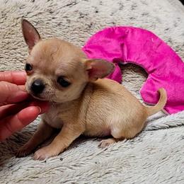 Teddy Bear - Fawn male Chihuahua puppy in Ligonier, Indiana from Country Charm Chihuahuas
