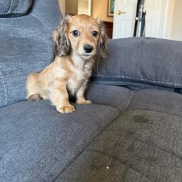 Love - Cream female Dachshund puppy in Perris, California from Doxie_pupps