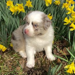 Australian Shepherd Puppies from Cannonrun Aussies