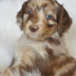 Poodle Puppies from Timber Hills Poodles and Doodles