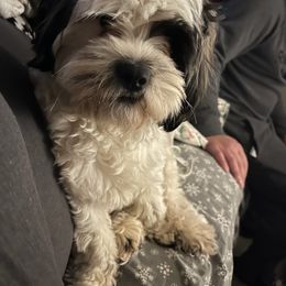 Shih Tzu All Grown Up from Booshie the Breeder