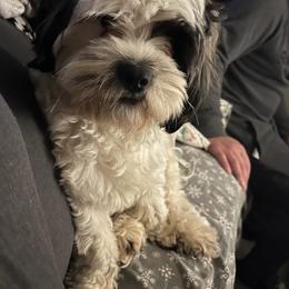 Shih Tzu All Grown Up from Booshie the Breeder