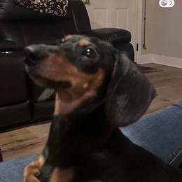 Brooklyn - Dachshund