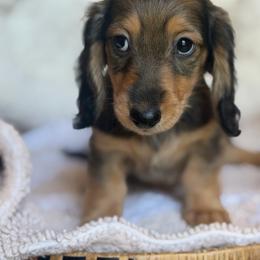 Autumn - Red female Dachshund puppy in Duncanville, Alabama from Bear Creek Dachshunds