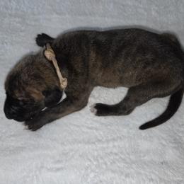Brindle Boy, Tan collar - Brindle male Great Dane puppy in Hickman, Kentucky from Tidal Wave Danes