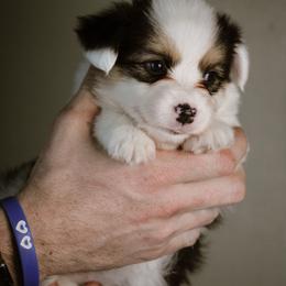 Elizabeth - Black and tan female Pembroke Welsh Corgi puppy in South Otselic, New York from Ridge Top Corgis