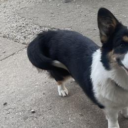 Pembroke Welsh Corgis from Lunar Lane Corgis
