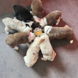 Border Collie Puppies from A&S Pet Services