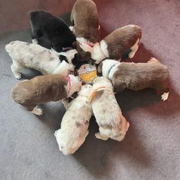 Border Collie Puppies from A&S Pet Services