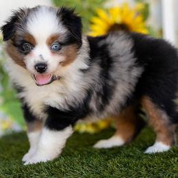 Encore - Blue merle female Miniature American Shepherd puppy in Granbury, Texas from Best Little Aussies