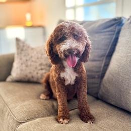 Rue - Goldendoodle