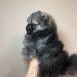 Milo - Red sable male Pomeranian puppy in Phoenix, Arizona from Luxpomz