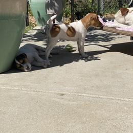 Jack Russell Terrier Puppies from Fair Dinkum Jack Russell Terriers