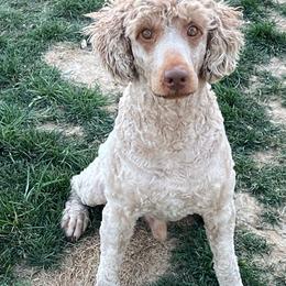 Benny - Apricot male Poodle puppy in Caldwell, Idaho from Treasure Valley Poodles