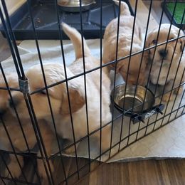 Golden Retriever Puppies from Magnolia Hill Golden Retrievers