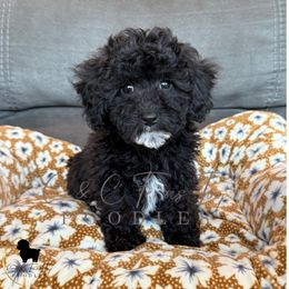 Blue Abstract Girl - Blue female Poodle puppy in Providence Village, Texas from C & C Texas Toy Poodles